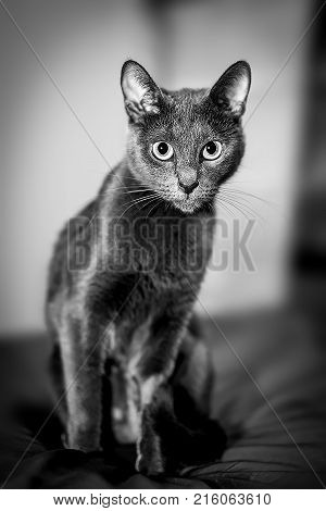 Russian Blue Cute Cat