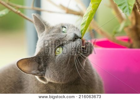 Cat Going Vegan