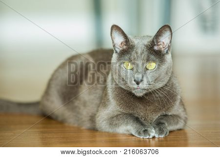Russian Blue Cat