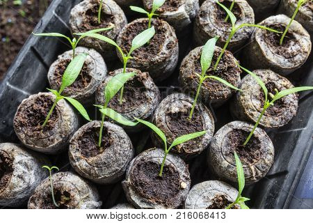 Young fresh seedling stands in plastic pots. cucumber plantation. cultivation of cucumbers in greenhouse. Cucumber seedlings sprout Selective focus and shallow Depth of field.