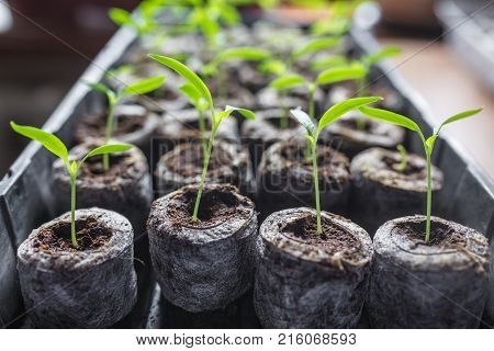 Young fresh seedling stands in plastic pots. cucumber plantation. cultivation of cucumbers in greenhouse. Cucumber seedlings sprout Selective focus and shallow Depth of field.