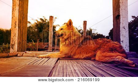 A fierce dog squat on wooden floor.