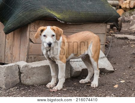 A large red-haired white puppy is standing in the cloudy day near his cabin