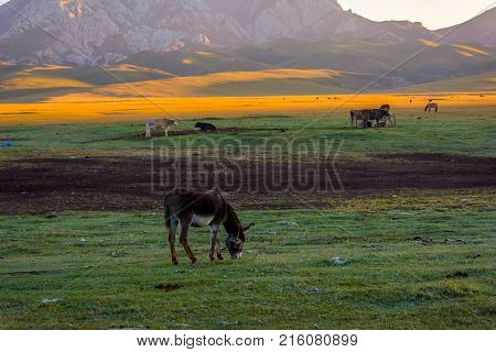 Mountains And Donkey By Song Kul, Kyrgyzstan