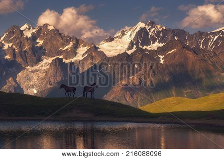 beautiful horses stand over a mountain lake