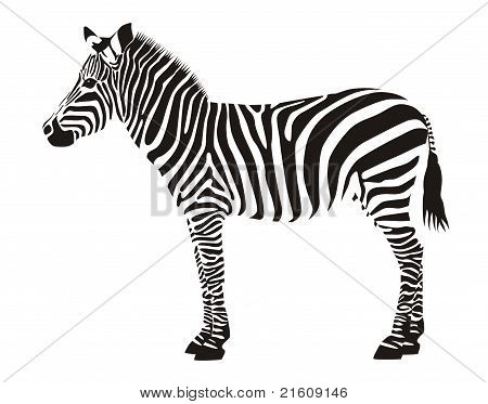 Zebra