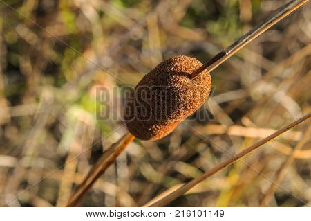 A plant that grows in swampy areas. The unusual flower that resembles a lollipop. The flower dominates the dry leaves of the reed. Brown tones evoke the autumn. A mature blossom indicates fertility.