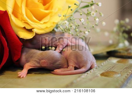One Week Old Infant Pinky Pet Rats