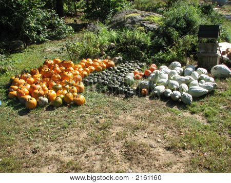 Græskar og Squash høst