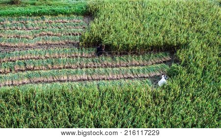 Nepalese man harvesting rice with sickle on a field, view from above, Nepal.