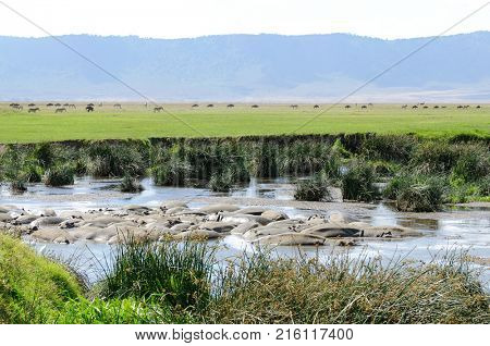 Closeup of Hippopotamus (scientific name: Hippopotamus amphibius, or 