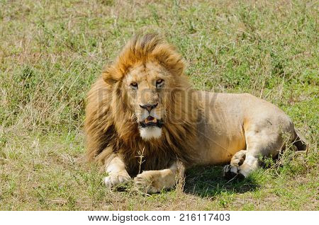 Closeup of a  Lion pride (scientific name: Panthera leo, or 