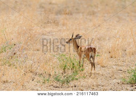 Closeup of Steenbok (scientific name: Raphicerus campestris , or 
