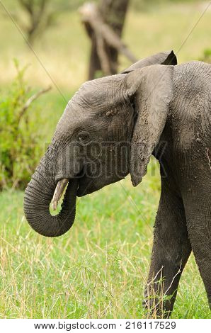 Closeup of African Elephant (scientific name: Loxodonta africana, or 