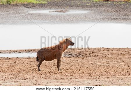Closeup of Spotted Hyena (scientific name: cCrocuta crocuta, or 