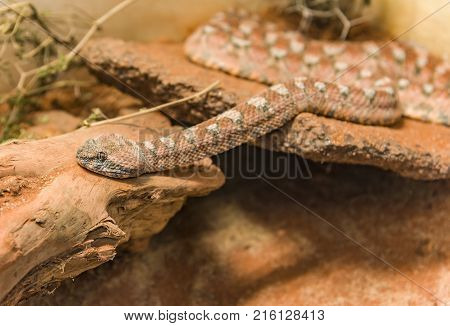 Malayan Pit Viper Snake on sand Carpet Viper