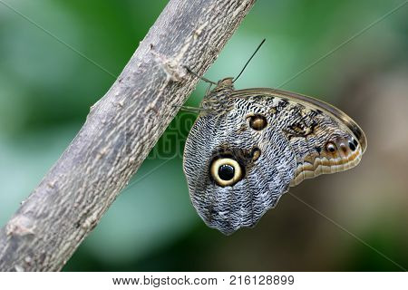 Close up of an Owl butterfly sitting on a branch