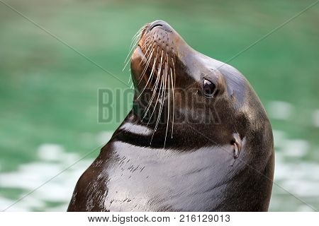 Close-up portrait of a Californian sea lion