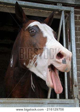 A Funny Horse looking out of his stable