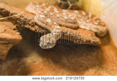Malayan Pit Viper Snake on sand Carpet Viper