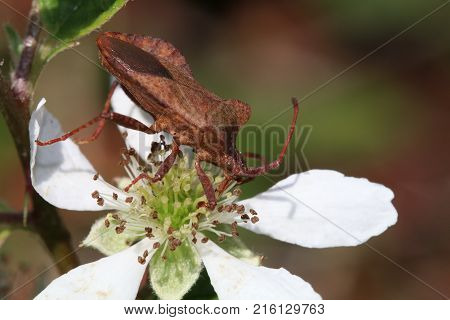 A Coreus marginatus on a blackberry bush