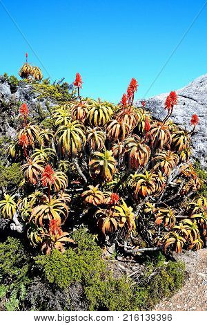 Wild plants on Table Mountain in South África