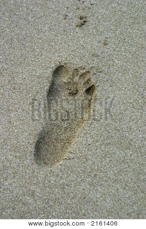 Little Foot