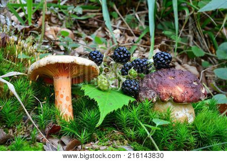 Saffron Milkcap or Lactarius deliciosus Pine Bolete or Boletus pinophilus and wild ripe blackberries in a moss