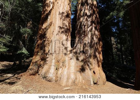 Giant Sequioa Trees in Sequioa National Park. California. USA