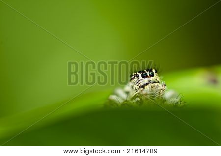 緑の葉のスパイダー