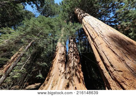 Giant Sequioa Trees in Sequioa National Park. California. USA