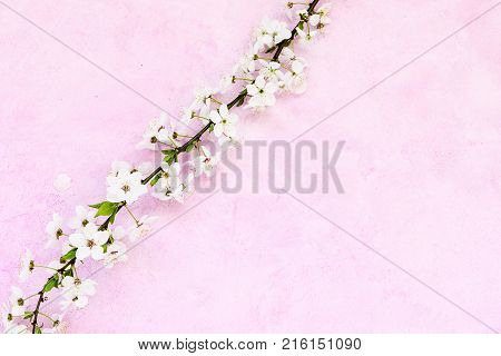 White apricot spring flowers on the grunge pink background with copyspace. Seasonal and greeting concept.