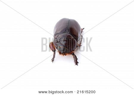 Escarabajo