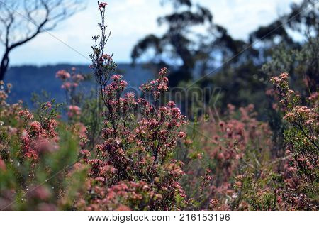Red calyces of Fringe Myrtle flowers, Calytrix tetragona, growing in the Mt Canobolas State Conservation Area, Orange, NSW, Australia.