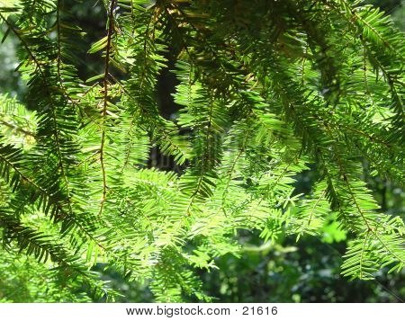 Zonovergoten Redwood.