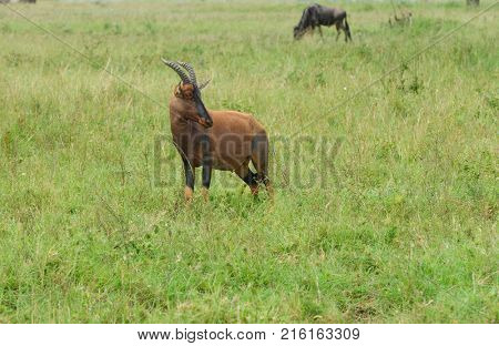Closeup of Topi (scientific name: Damaliscus lunatus jimela or 