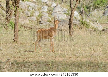 Closeup of Coke's Hartebeest (scientific name: Connochaetes taurinus or 