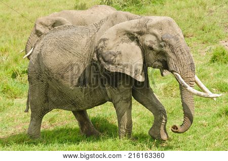 Closeup of African Elephant (scientific name: Loxodonta africana, or 