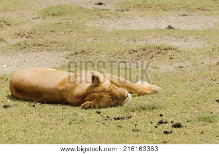 Closeup of a  Lion pride (scientific name: Panthera leo, or 