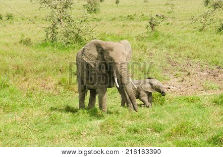 African Elephantwith baby (scientific name: Loxodonta africana, or 