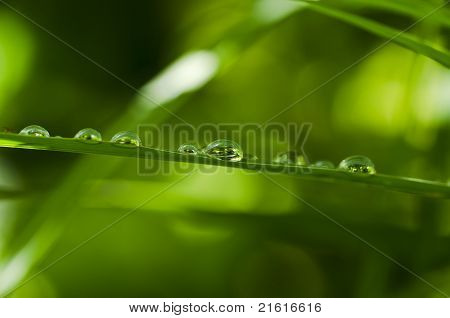 水緑葉
