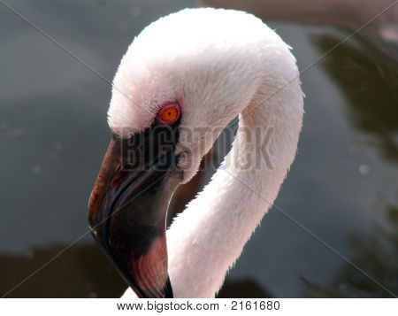 Cigno con becco nero