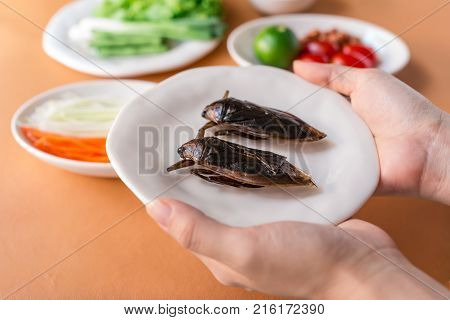 Lethocerus Indicus (giant Water Bug)