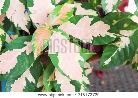 Caricature plant or Graptophyllum pictum plant in the garden
