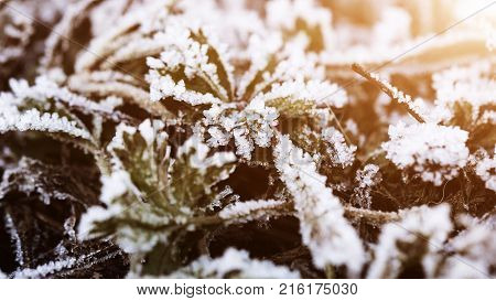 Rime on leaves. Covered on edges of white crystals. Winter is coming. Autamn season. Close-up photo. Macro photography. Warm glare of sun light for text and design. Web banner size.