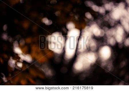 Colorful bokeh background. abstract blurred circles in nature colors. Copyspace for design and text