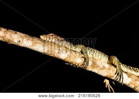 Big Lizard sleep through the night on the tree in the jungles of Borneo. Malaysia.