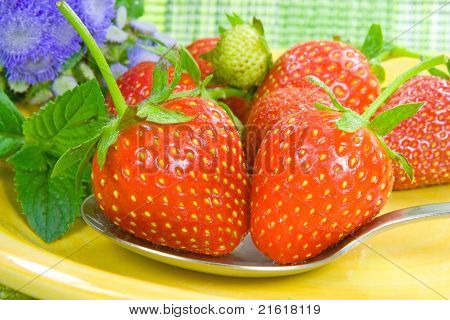 Erdbeere