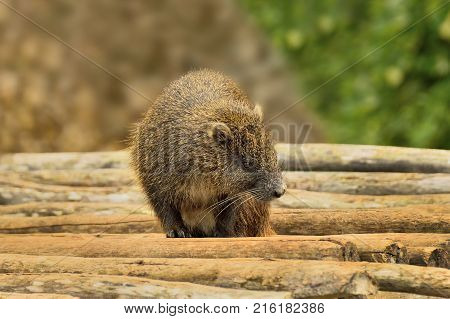 A large rodent of the hutei family. The only representative of the genus of the Cuban tailless hutii