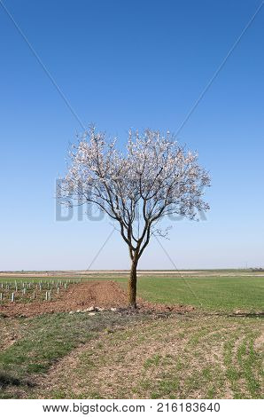 An almond tree in blossom in an agricultural landscape in Toledo Province, Spain.
